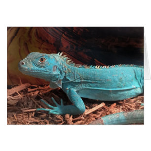 La iguana azul de Aqua brillante