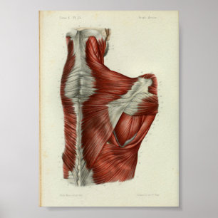 La impresión 1844 de la anatomía del vintage