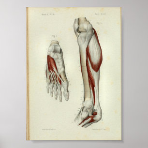 La impresión 1844 de la anatomía del vintage