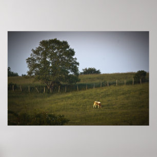 La impresión de arte fino de la vaca solitaria