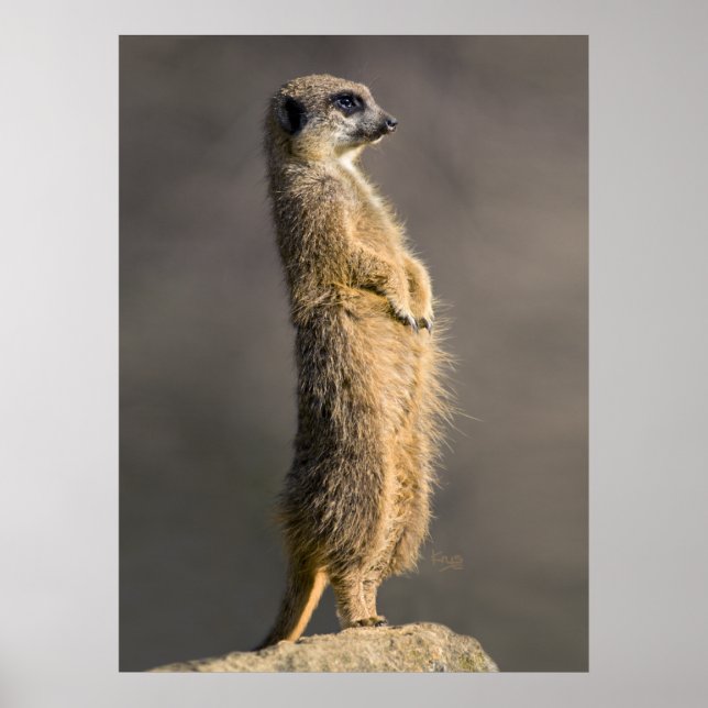 La impresión de centinelas (Frente)