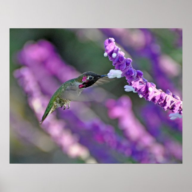 La impresión de colibríes de Jack London Male Anna (Frente)