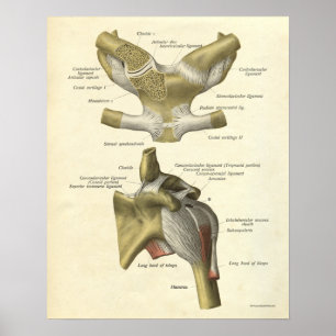 La impresión de la anatomía del vintage deshuesa
