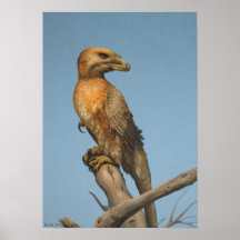 La impresión de Noble Savage