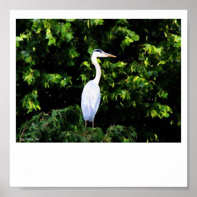 La impresión de pájaro blanco (Frente)