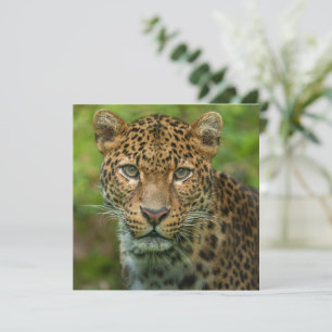 La intensidad de Jaguar
