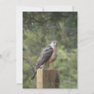 La invitación a Cooper's Hawk