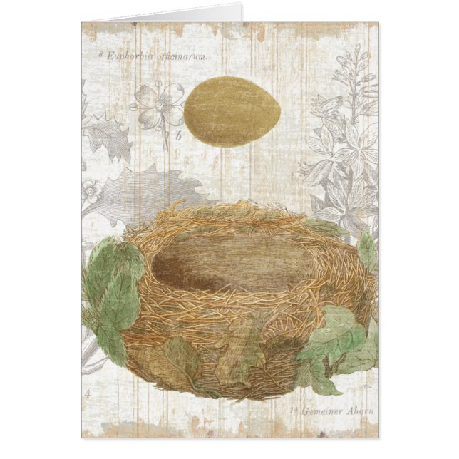 La jerarquía de un pájaro con un huevo de Brown (Frente)