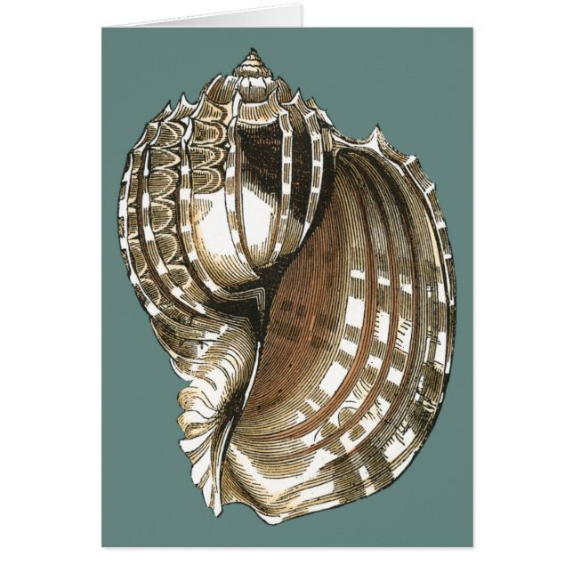 La joya del océano (Frente)