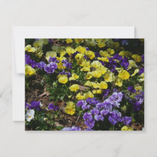 La ladera de los Pansies morado y amarillo
