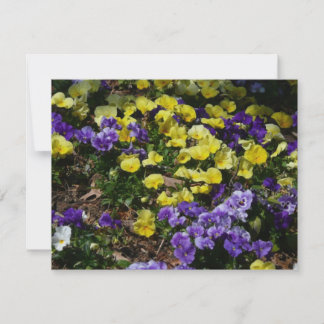 La ladera de los Pansies morado y amarillo