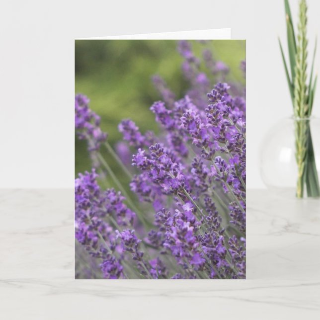 La lavanda bonita coloca tarjetas de felicitación (Anverso)