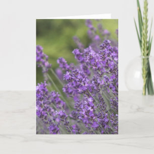 La lavanda bonita coloca tarjetas de felicitación