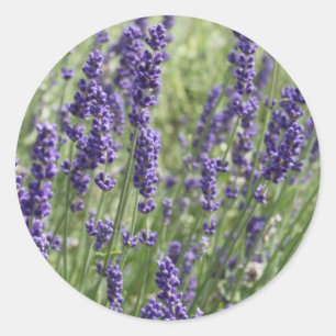 La lavanda florece a los pegatinas