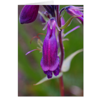 La lengua de la barba.Crested Butte