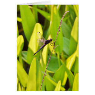 La libélula azul y la negra sobre la hierba.