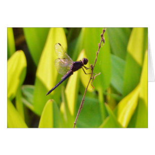 La libélula azul y la negra sobre la hierba.