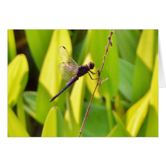 La libélula azul y la negra sobre la hierba. (Anverso (Horizontal))