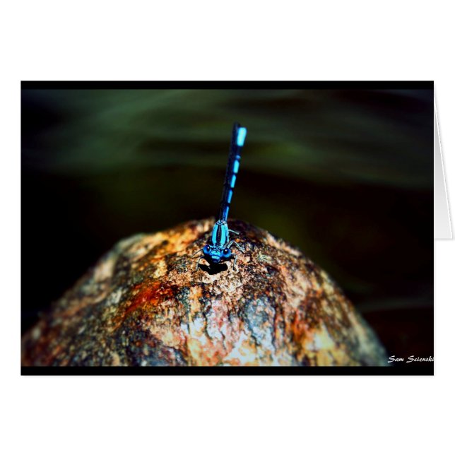 La libélula solitaria (Anverso (Horizontal))