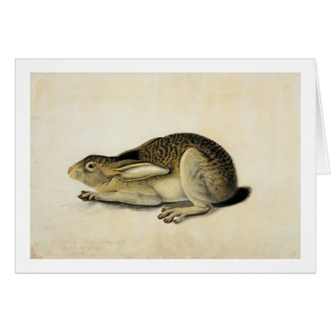La liebre de la cola negra, John James Audubon (Anverso (Horizontal))