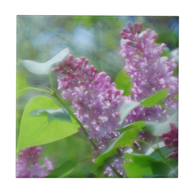 La lila púrpura florece la teja (Frente)