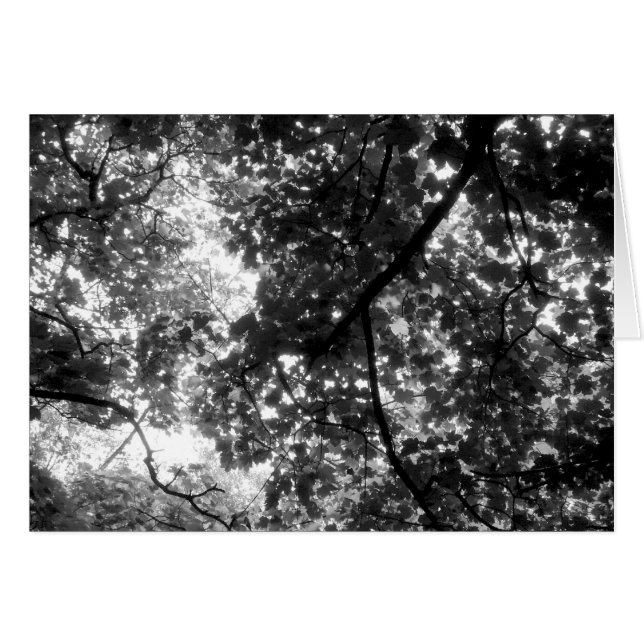 La luz a través de los árboles (Anverso (Horizontal))
