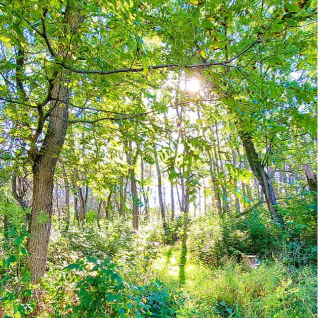 La luz en el libro de bocetos del bosque (Subido por el creador)