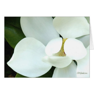 La magnolia de Bobby II