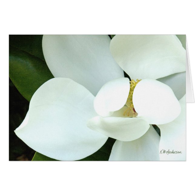 La magnolia de Bobby II (Anverso (Horizontal))