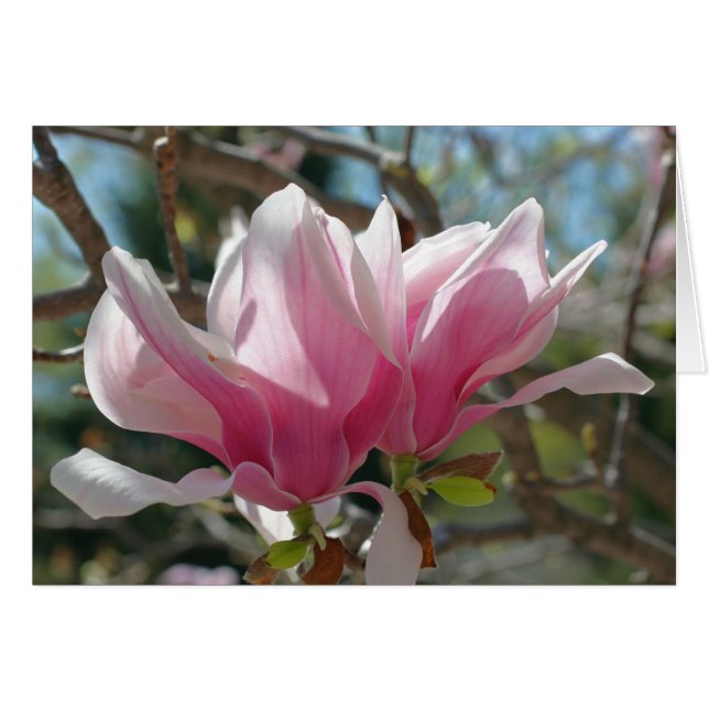 La magnolia rosada florece tarjeta de la (Anverso (Horizontal))