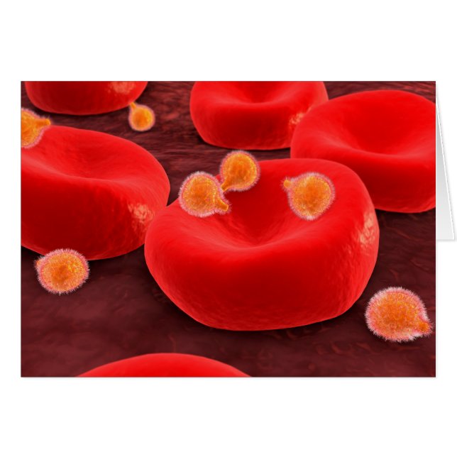 La Malaria Parasita Dentro De Los Glóbulos Rojos (Anverso (Horizontal))