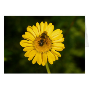 La margarita amarilla y la abeja