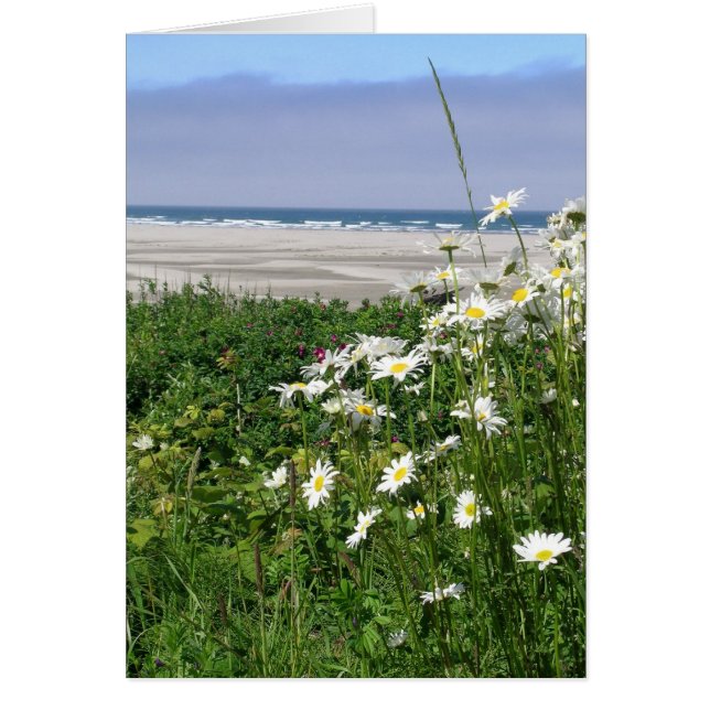 "La margarita del océano de verano" (Frente)