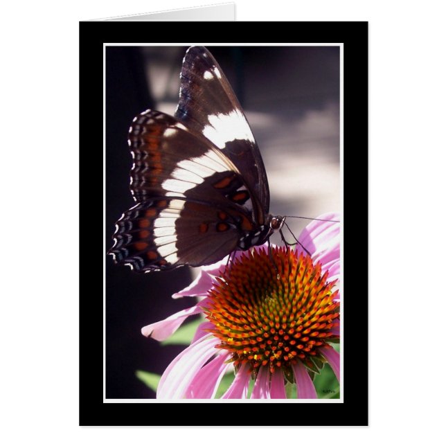 La mariposa (Frente)