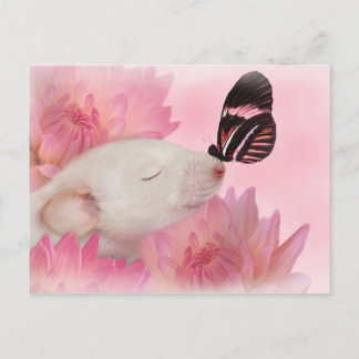 La mariposa besa la postal