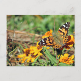 La mariposa Lady Butterfly pintada en la postal de