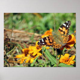 La mariposa Lady Pintada en la impresión de Zinnia