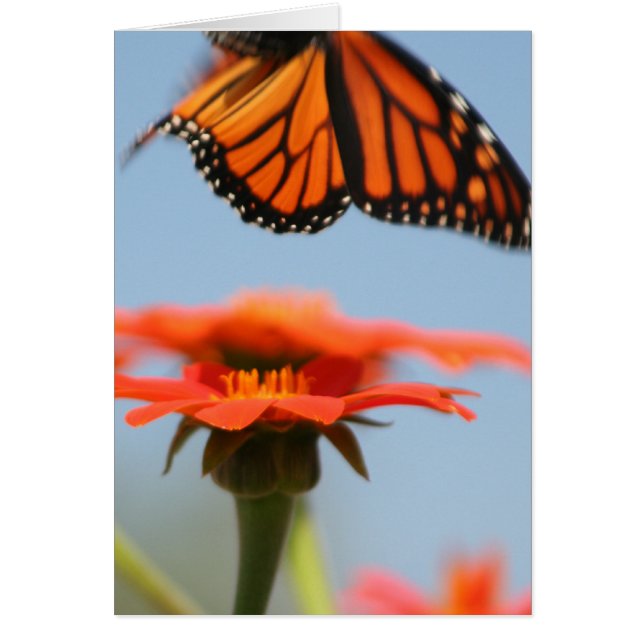 La mariposa monarca toma vuelo (Frente)