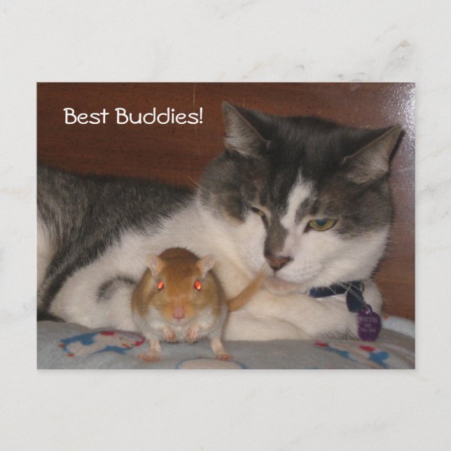 La mejor postal de Buddies (Anverso)