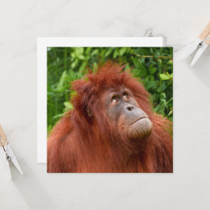 La mirada reflexiva de Orangutan
