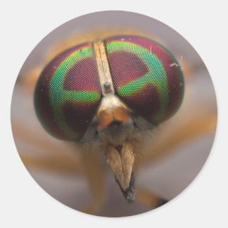 La mosca amarilla de los sombríos Pegatinas del pa