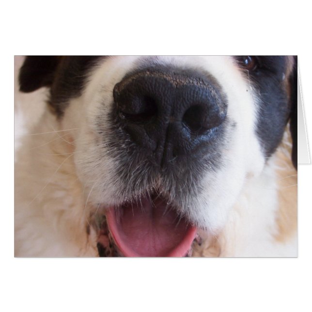 La nariz de Ruthie (Anverso (Horizontal))