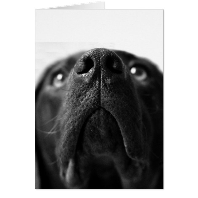 La nariz negra de Labrador cercana (Frente)