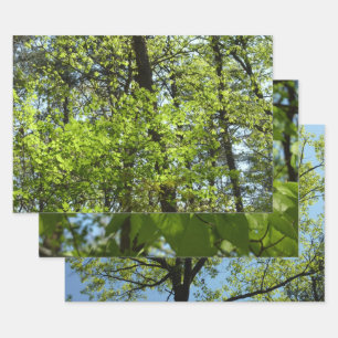 La naturaleza de las hojas de arce de primavera