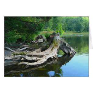 La naturaleza es el arte de Dios: Benedict Pond