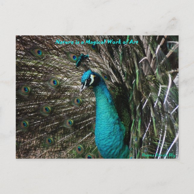 La naturaleza mágica del pavo real es postal de ar (Anverso)