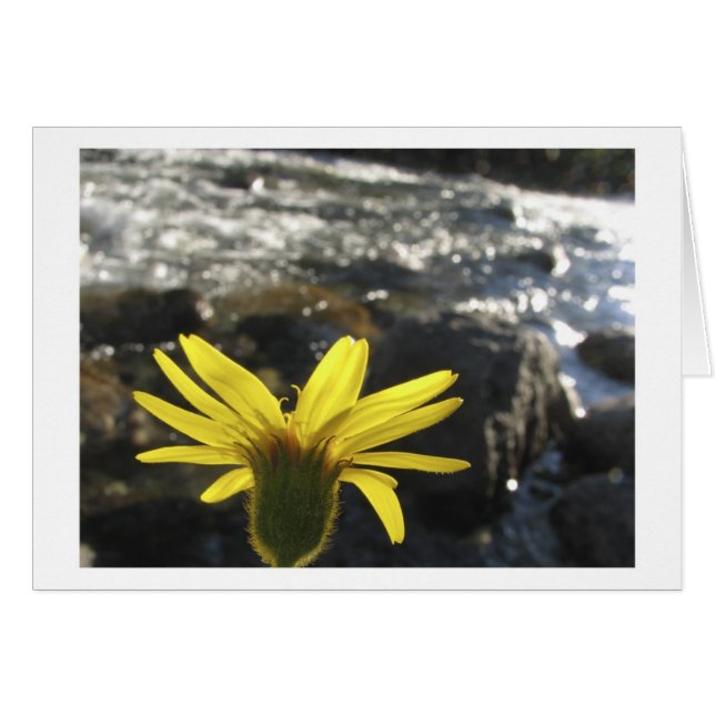 La opinión de una flor de la cala de maderas (Anverso (Horizontal))