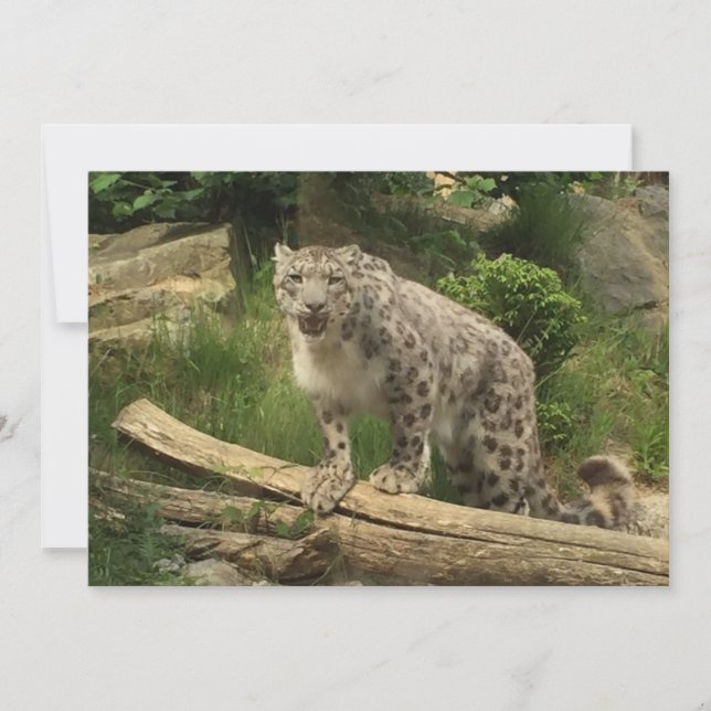 La panthère (Anverso)