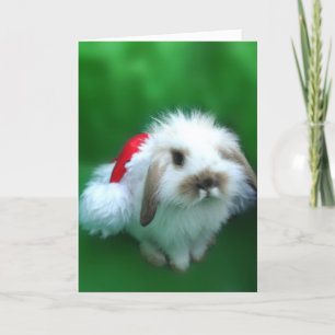 La Pascua, Umm, conejito del navidad