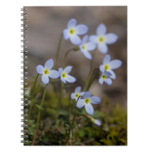 La pequeña púrpura de Bluets florece el cuaderno